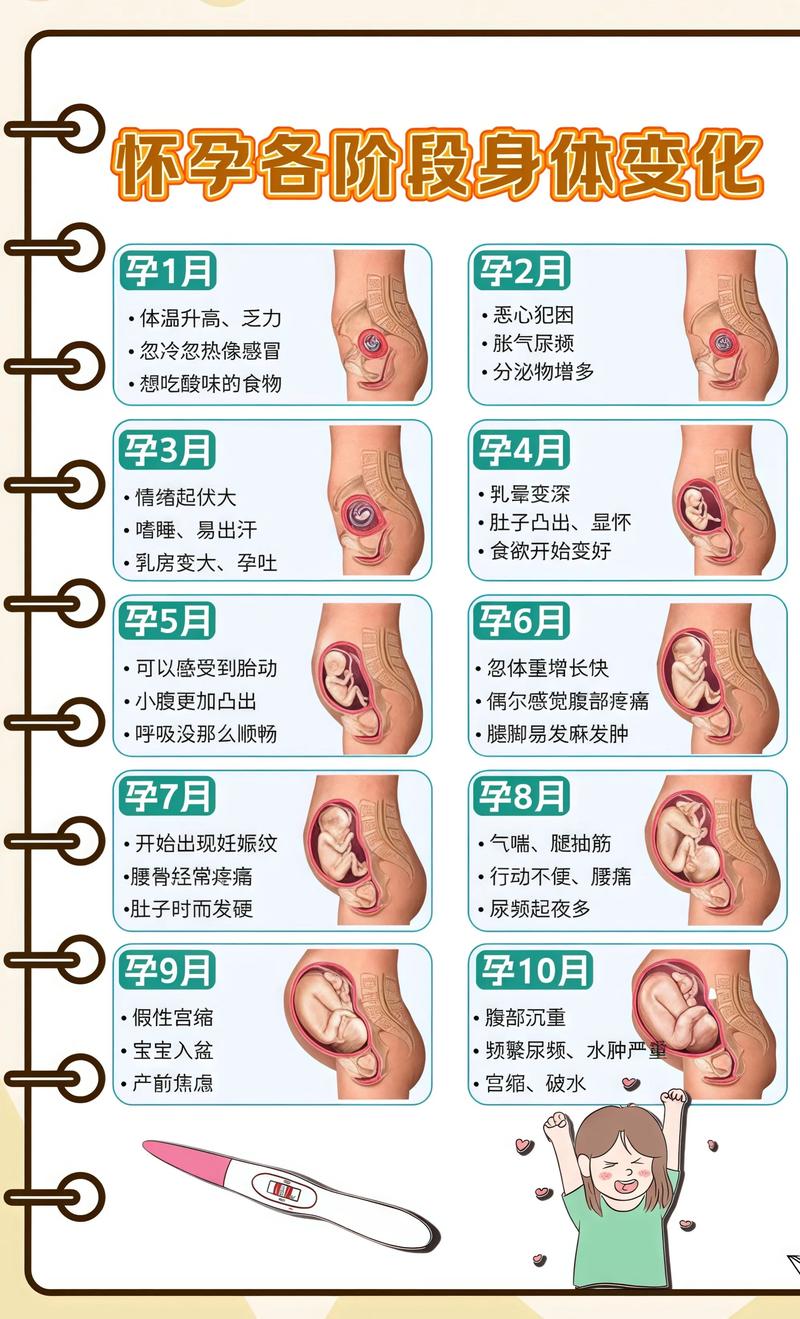 揭秘供卵代孕妈妈怀孕小腹分两节，孕期变化的奥秘河西代生机构:
